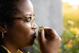 440+ Woman Smelling Fresh Basil Stock Photos, Pictures & Royalty-Free  Images