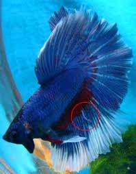 Unusual Betta Fins The Planted Tank Forum
