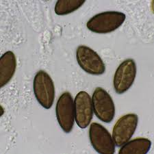 Image result for Hypoxylon multiforme