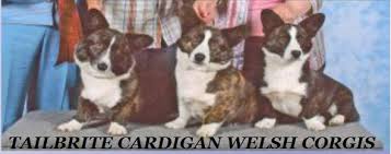 Wonderland cardigan welsh corgis is located in the blue ridge mountains of north carolina. Tailbrite Cardigan Welsh Corgis Cardigans With Character