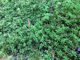 Image result for Aeschynomene mossoensis