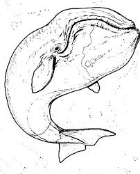 Blue whale coloring page back. Awesome Size Of A Blue Whale Coloring Page Netart