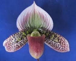 Dracula Simia, the Monkey Face Orchid ...