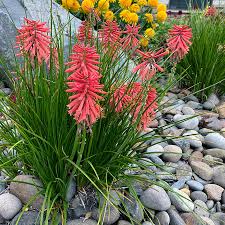 Image result for Kniphofia