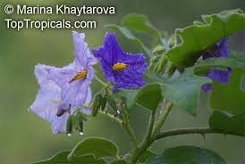Image result for Solanum wrightii