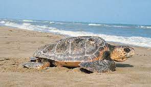 Just A Little Bit Further Caretta Caretta Iztuzu Beach Dalyan Sicilia Viaggi Arcipelago