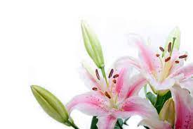 Buy lily flowers near me. Perre Lily Flowers Corner Frame Art Print Canvas On Stretcher Glass Print