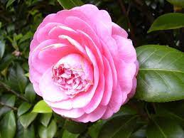 In The Yard Flower Failure Non Blooming Camellias May Be Stressed Out Lifestyles Godanriver Com