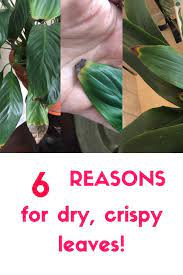 Are You Leaf Tips Turning Brown And Crispy Check Out My Blog Post Detailing The Top 6 Reasons Why This Is H Plant Leaves Turning House Plant Care Plant Leaves