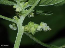 Image result for Laportea alatipes