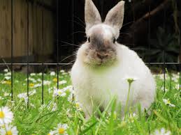 The rabbit as well as the hare have been associated with moon deities and may signify rebirth or resurrection. Why Do We Say White Rabbit On The First Day Of The Month Meaning Behind The Eccentric Phrase Explained