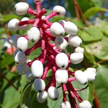 Maybe you would like to learn more about one of these? White Baneberry Doll S Eyes Care Growing Guide
