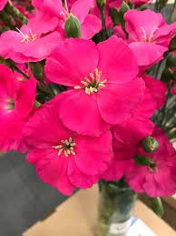 Spray Dianthus Carnation Family Great Color Flowers Carnations Color