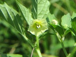 Image result for Physalis angulata