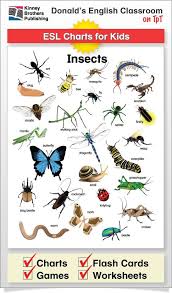Insect Chart English Classroom Learn English Words