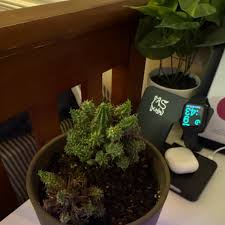 Image result for Euphorbia baylissii