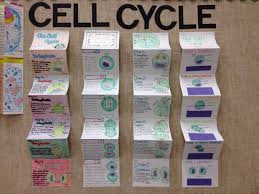Biology Science Fair Projects For 9th Grade Student Project Display High School Science Science Cells Biology Classroom