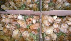 Pakan ayam petelur mampu meningkatkan produksi telur pada ayam mengingat ayam petelur berbeda dengan ayam ayam petelur sangat mengandalkan pakan yang diproduksi oleh pabrik. Cari Tau Tempat Jual Bibit Ayam Petelur Termurah 2021 Aplikasi Pertanian Media Agribisnis Gdm Agri