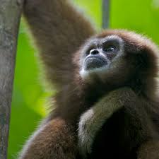 We did not find results for: Bbc One Monkey Planet Meet The Family In Pictures Meet The Family Gibbons Have The Longest Arms Relative To Body Size Of Any Primate