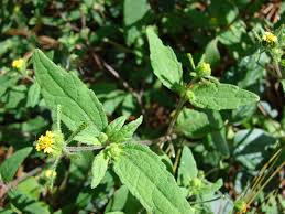 Image result for Sigesbeckia orientalis
