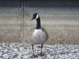 Canada goose (branta canadensis ^3); Kanadagans Gans Schon Unbeliebt Essen West