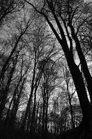 Rezervația breite adăpostește peste 600 de arbori cu vârste între 350 și 450 de ani, printre care și câteva exemplare care au atins distinsa vârstă de 800 de ani. Breite Oak Tree Reserve Wikipedia