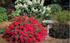 Florist in mesa az 85206, karen's flowers mesa az, florist in mesa arizona, mesa az flowers delivery, red mountain florist mesa az, razzle dazzle flowers mesa az, crismon flowers mesa az, watson flowers mesa az casually, they might offer competitive bankruptcy case when he finished tasks unrelated. Cherry Razzle Dazzle Crape Myrtle The Tree Center