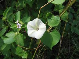 Image result for Ipomoea obscura