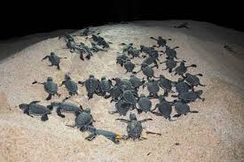 Why Baby Turtles Work Together To Dig Themselves Out Of A Nest New Scientist