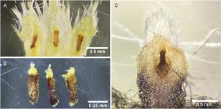 Image result for Mesanthemum africanum