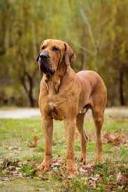Oct 24, 2019 · history of the neapolitan mastiff. 291 Brazilian Mastiff Photos Free Royalty Free Stock Photos From Dreamstime Page 2