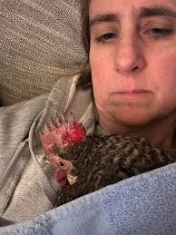 Caring for a Dying Chicken with Cancer