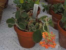 Image result for Kalanchoe lateritia