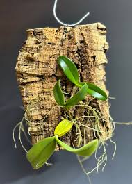 Image result for Bulbophyllum scaberulum