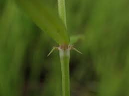 Image result for Oldenlandia lancifolia