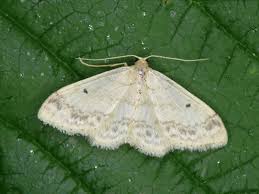 Image result for Idaea biselata