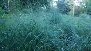 Image result for Panicum carneovaginatum