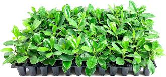 Image result for Grewia microcarpa