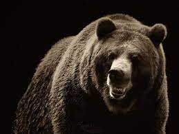 2560x1440 creative graphics / polar bear wallpaper. 40 Grizzly Bear Hd Wallpaper On Wallpapersafari