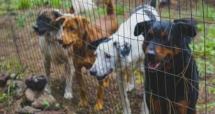 43 Animal Shelter Statistics Facts That Will Shock You