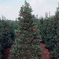 Holly trees are a popular choice for landscaping across the us. Oak Leaf Holly Tree Fast Growing Trees Oak Leaf Holly Holly Tree