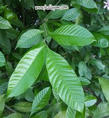 Daun merupakan salah satu bagian dari tumbuhan, tanpa ada nya daun bisa dibilang bukan tumbuhan. Bunga Kopsia Segalanya Tentang Tumbuhan
