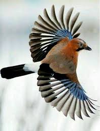 Birds Kus Goruntuler Ile Kus Kanatlari Kus Resimleri