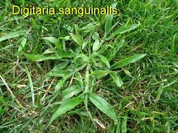 Image result for Digitaria compressa
