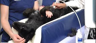 Your answers will help us. Pet Emergency Critical Care Care In Reno Sparks And Truckee Meadows
