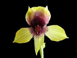 Image result for Tridactyle anthomaniaca