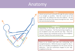 Boat Pose Paripurna Navasana Beginner Yoga Workout Boat Pose Yoga Yoga Anatomy
