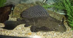 Nama ikan sembilang ini memiliki bahasa inggris eeltail catfish yang menjadi salah satu ikan air laut yang sampai saat ini bisa dengan mudah. Spesis Ikan Sembilang Dengan Perisai Kwi Kwi Hoplosternum Littorale Myrokan