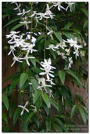 We did not find results for: Clematis Armandii
