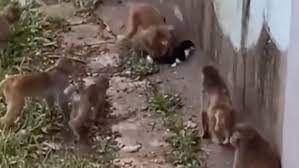 TikTokでバズりたい」 猫をサル山に放り込んでイジめさせる動画が炎上 | サルの群れに襲われるかわいそうな猫 | クーリエ・ジャポン